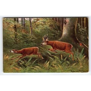 Signed Muller Artist Card Vintage Deer in Forest Scene Postcard